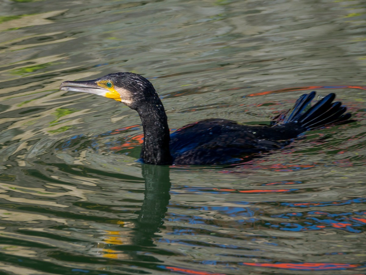 storskarv - ML647805716