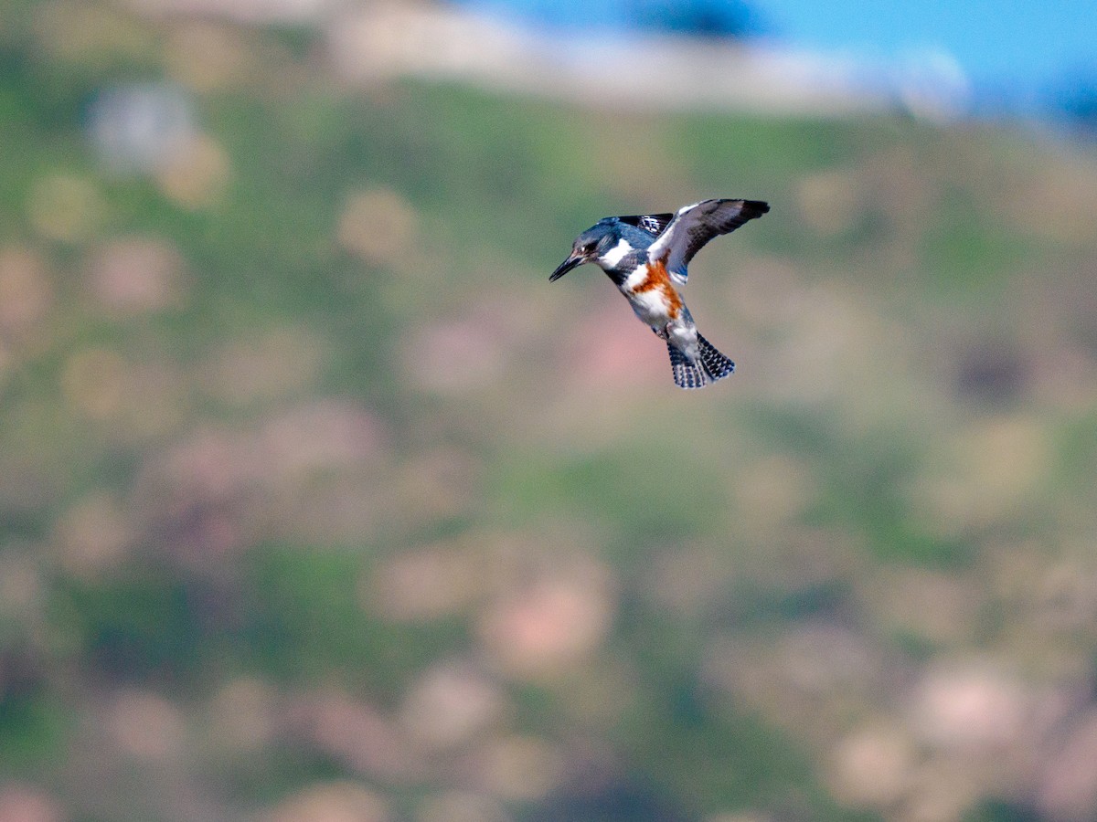 Martin handi iparramerikarra - ML647805721