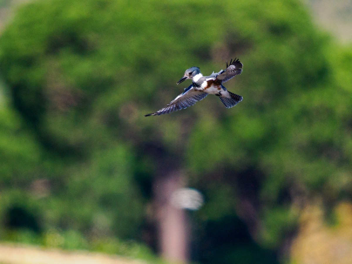 Martin handi iparramerikarra - ML647805722