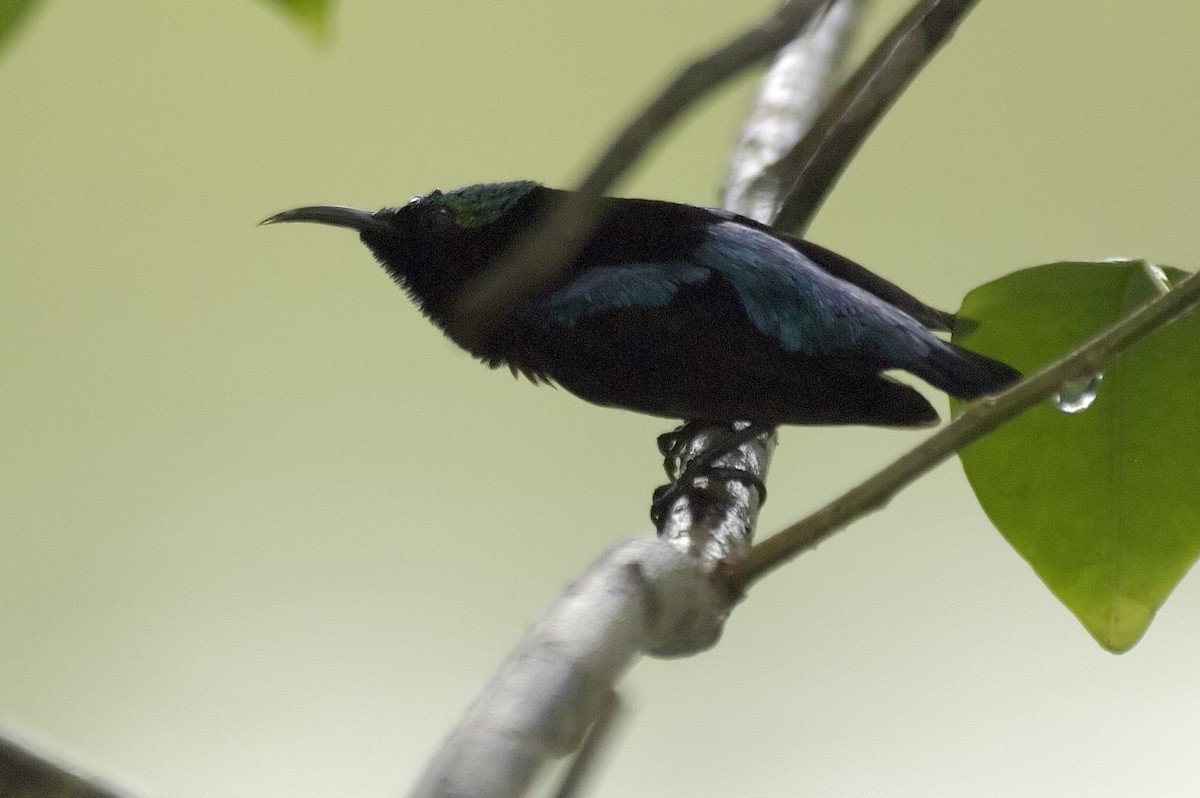 Copper-throated Sunbird - ML647805733