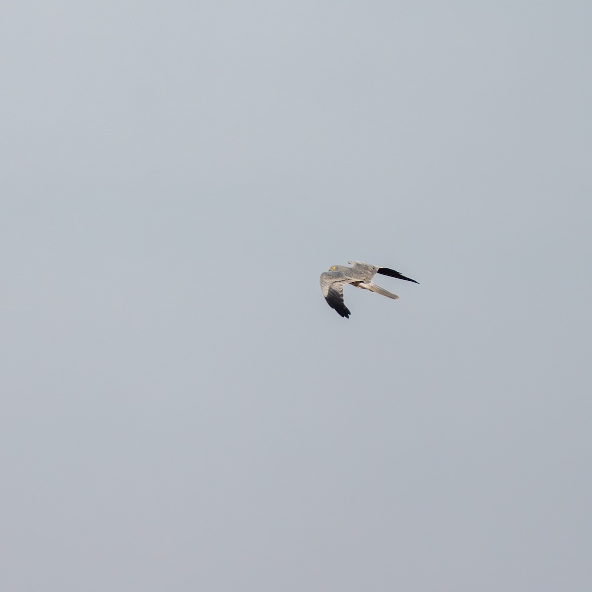 Montagu's Harrier - ML647805746