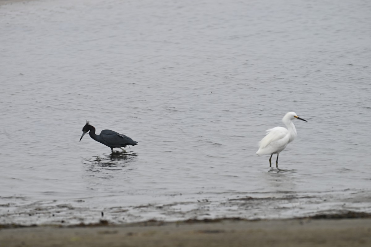 Snowy Egret - ML647805748