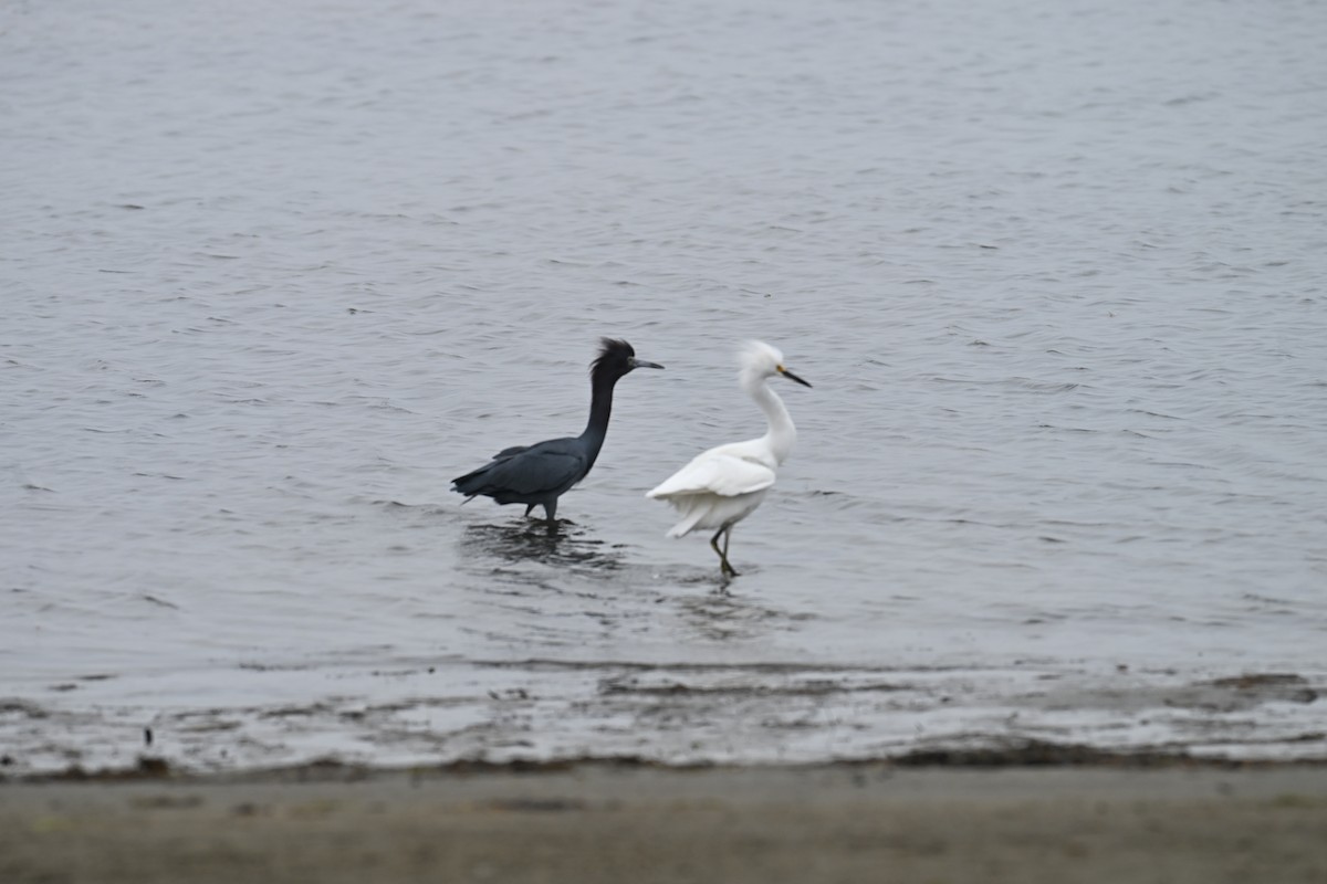 Snowy Egret - ML647805749