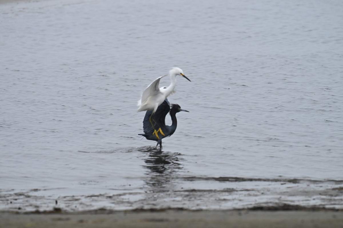 Snowy Egret - ML647805750