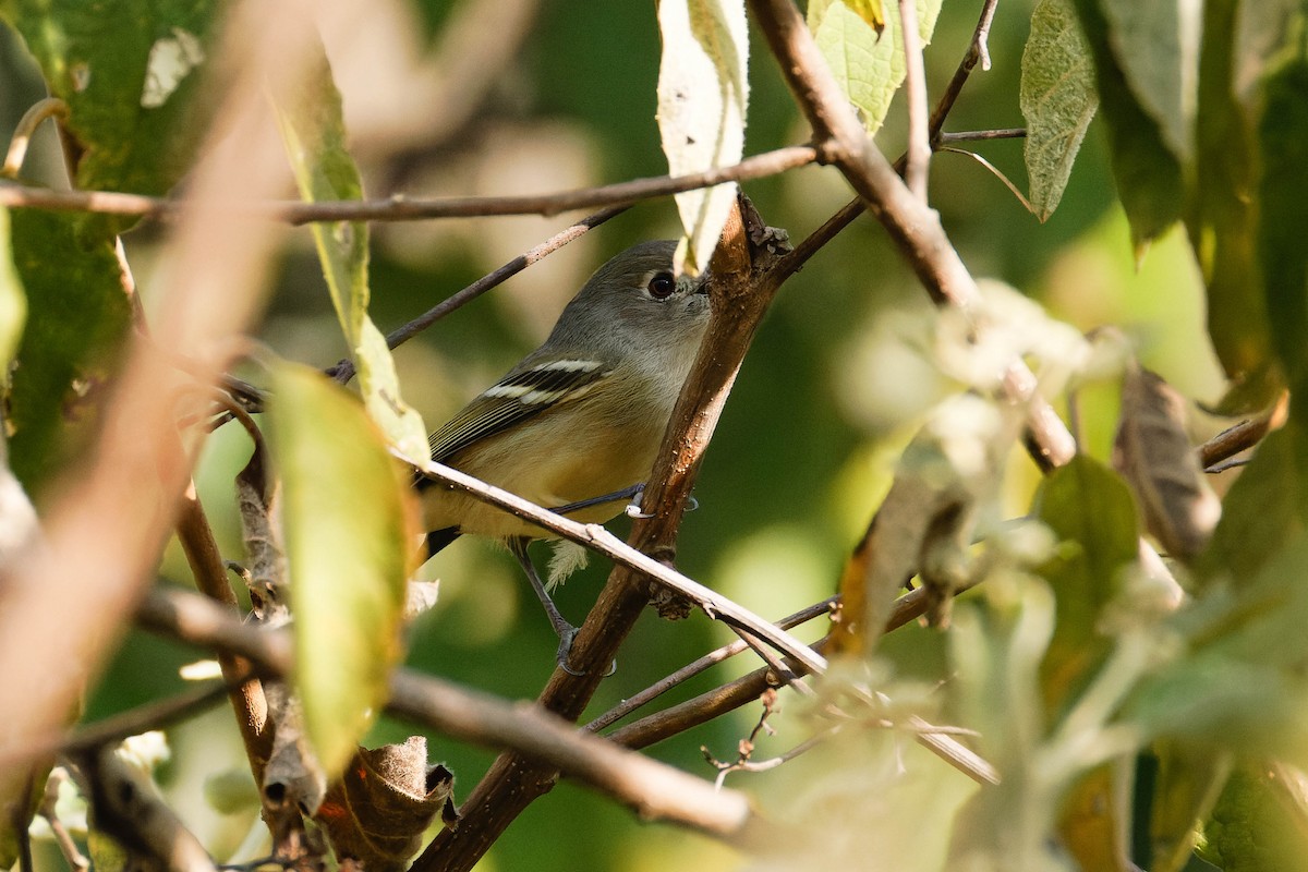 Dwarf Vireo - ML647805751