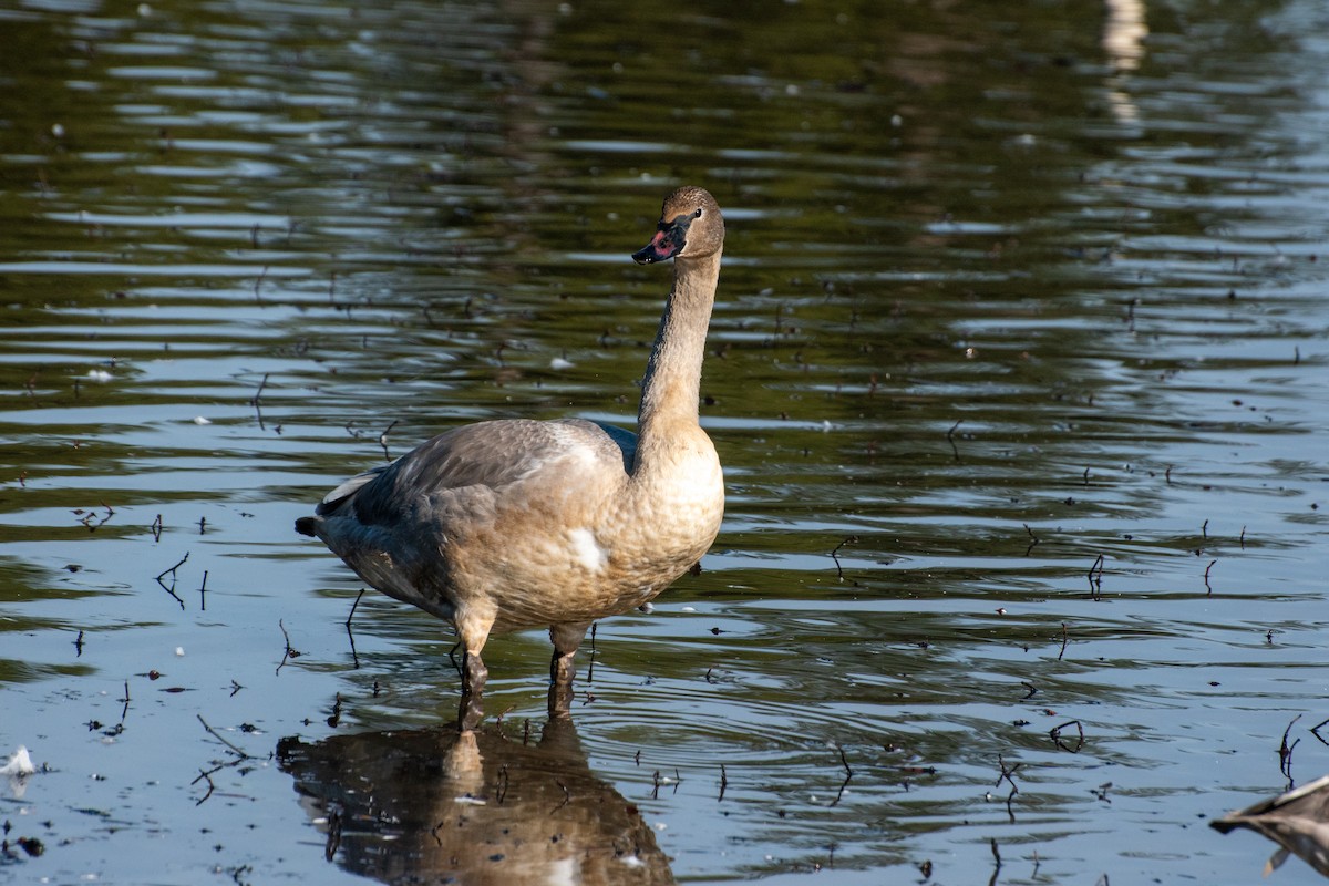 Trumpeter Swan - ML647805752