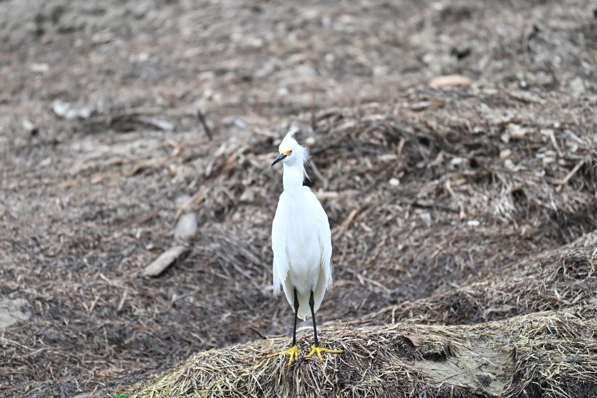 Snowy Egret - ML647805753