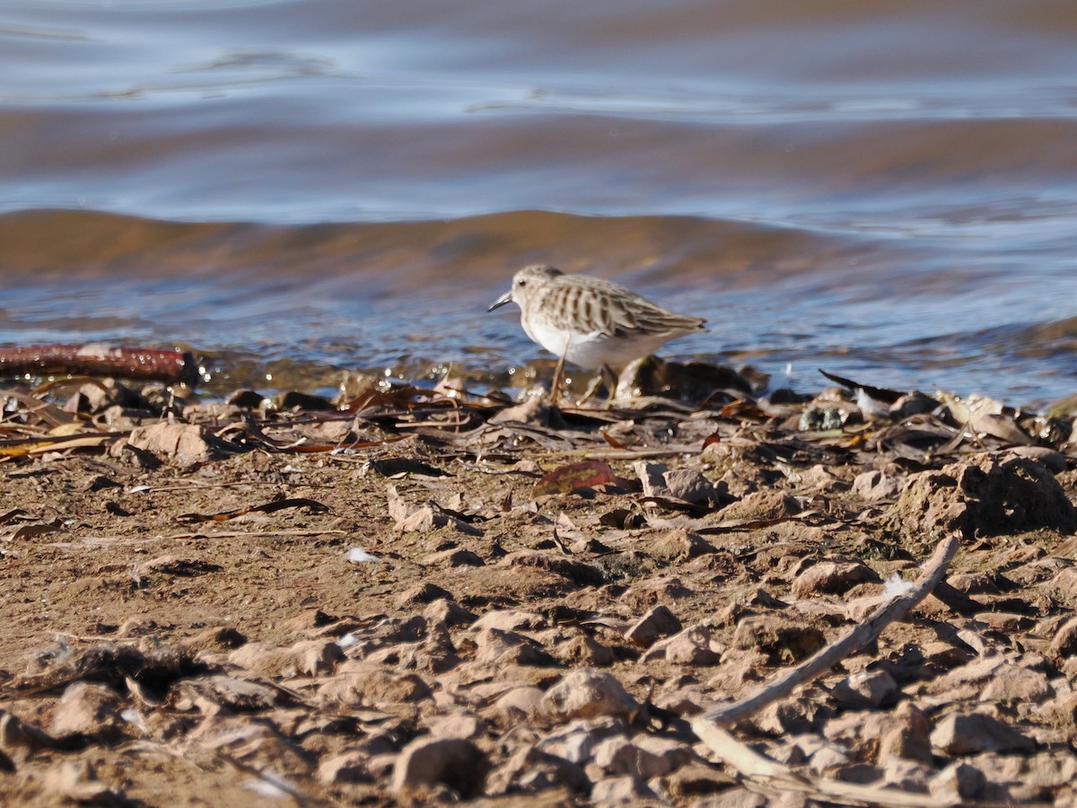 Least Sandpiper - ML647805754