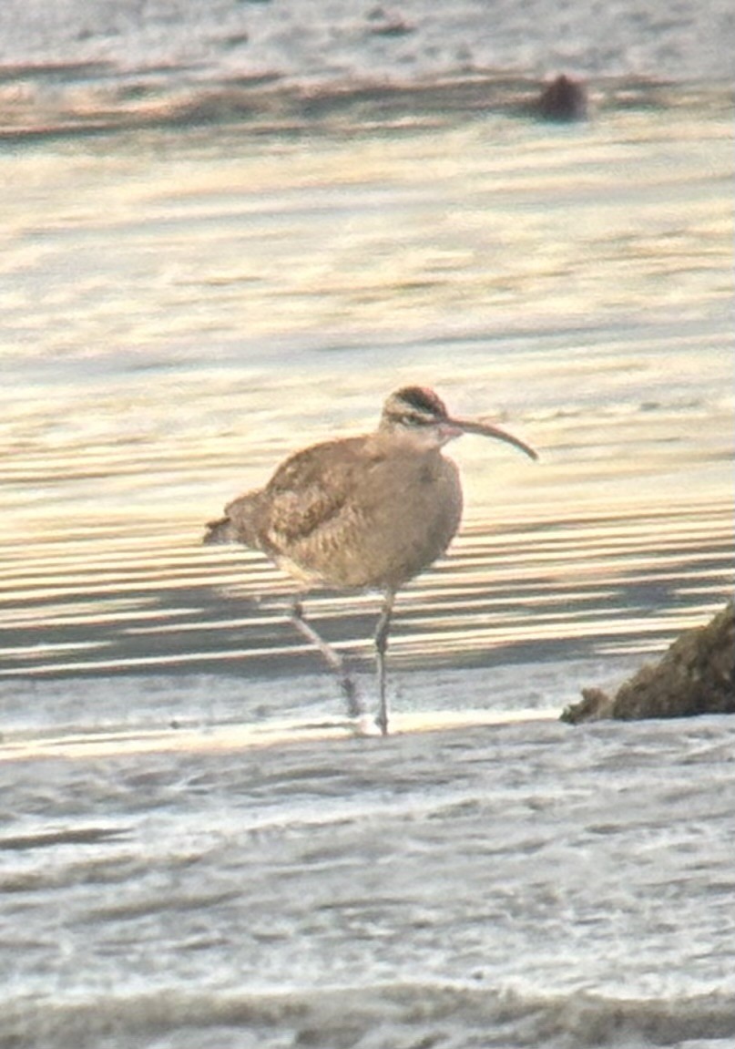 美洲中杓鷸 - ML647805755