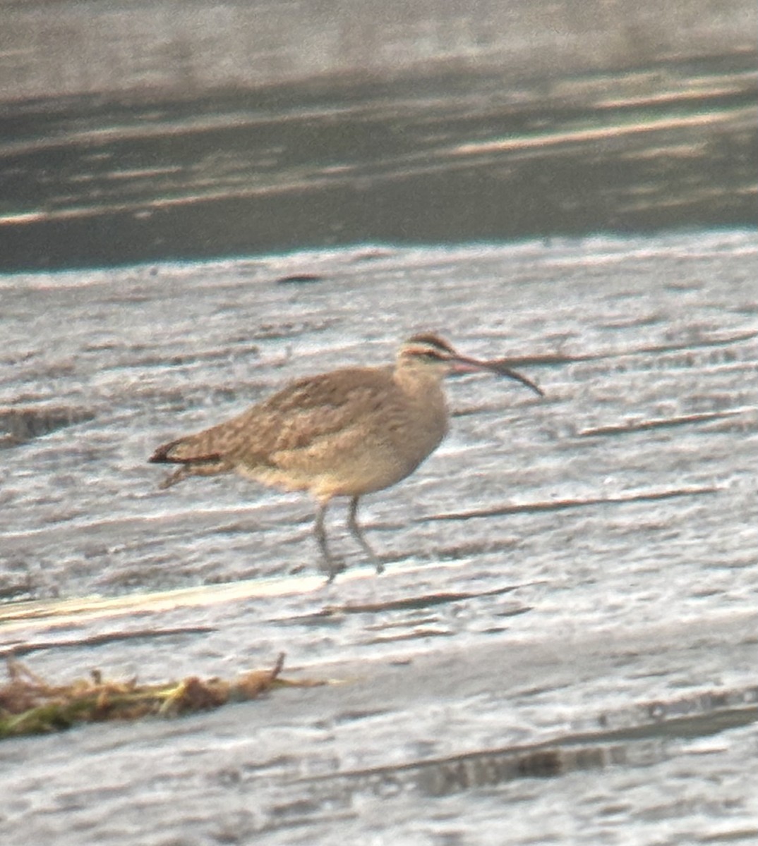 美洲中杓鷸 - ML647805757