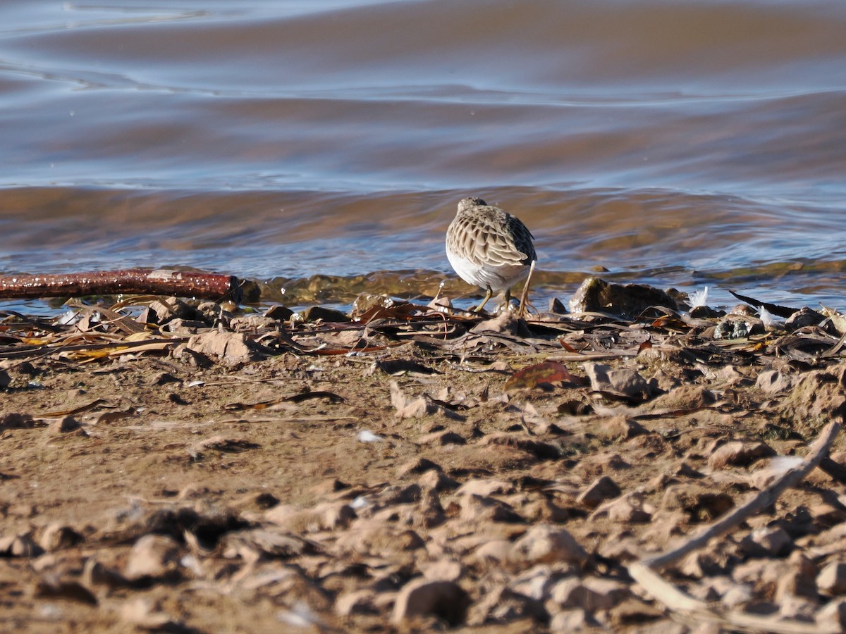 Least Sandpiper - ML647805758