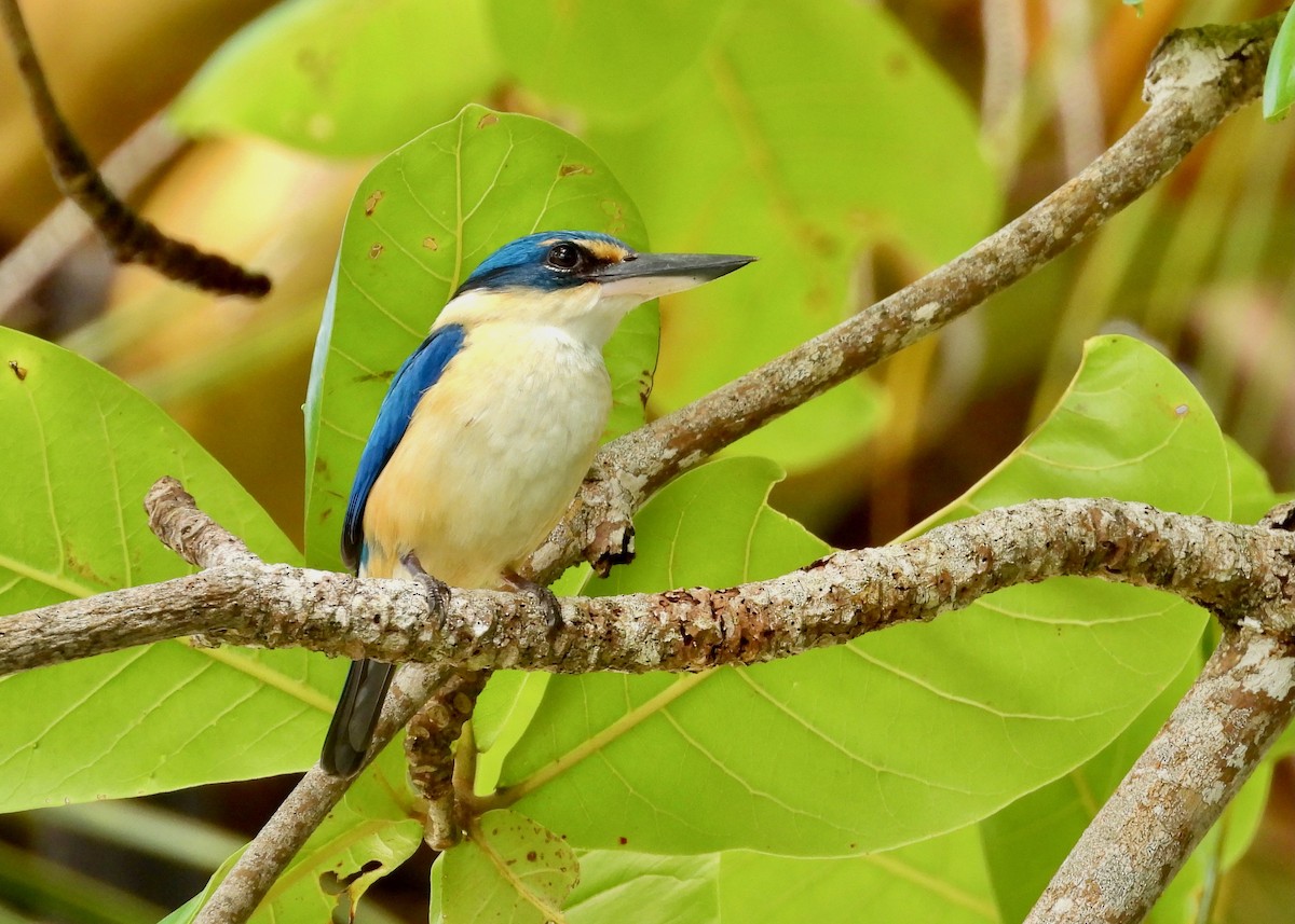 Pacific Kingfisher - ML647805760