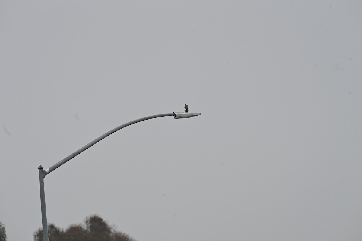 American Kestrel - ML647805761