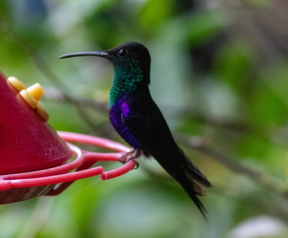 Crowned Woodnymph - ML647805764