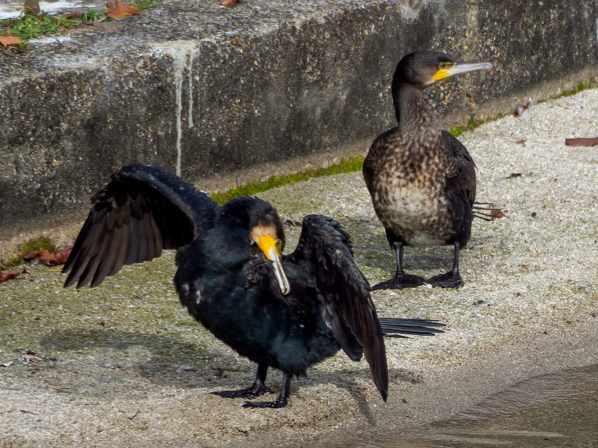 鸕鷀 - ML647805765