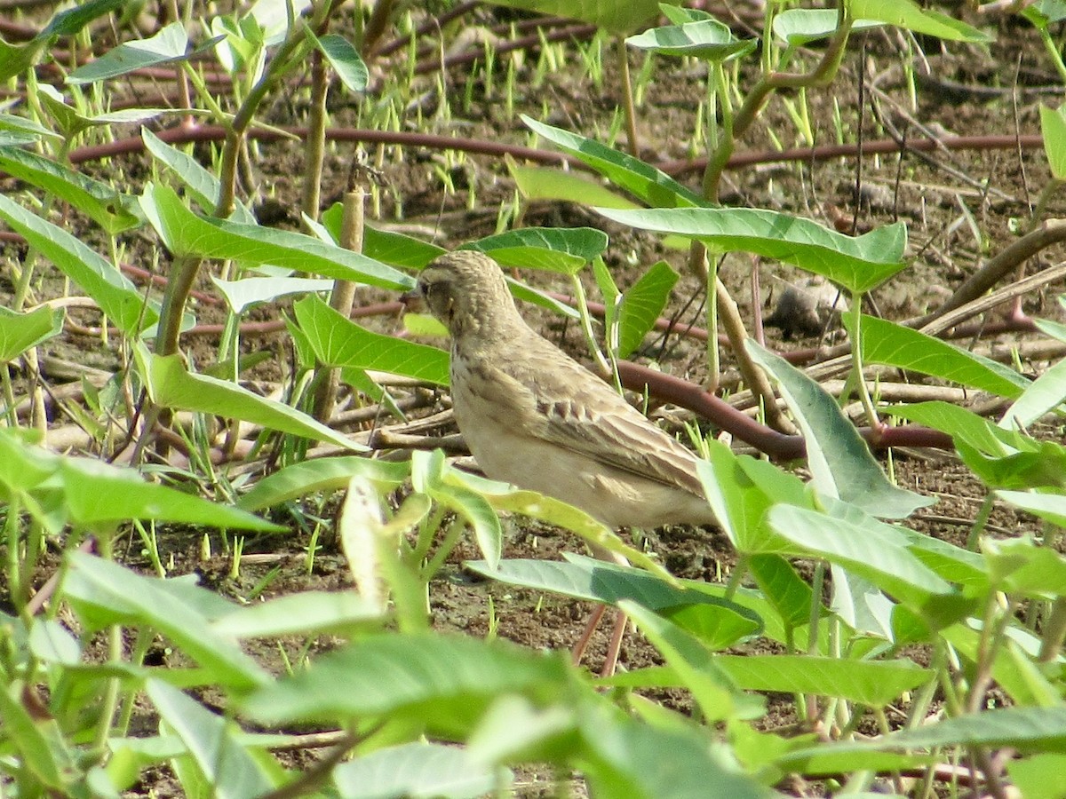 稻田鷚 - ML647805766