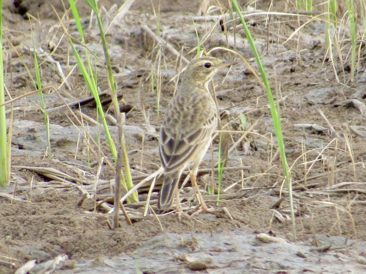 稻田鷚 - ML647805767