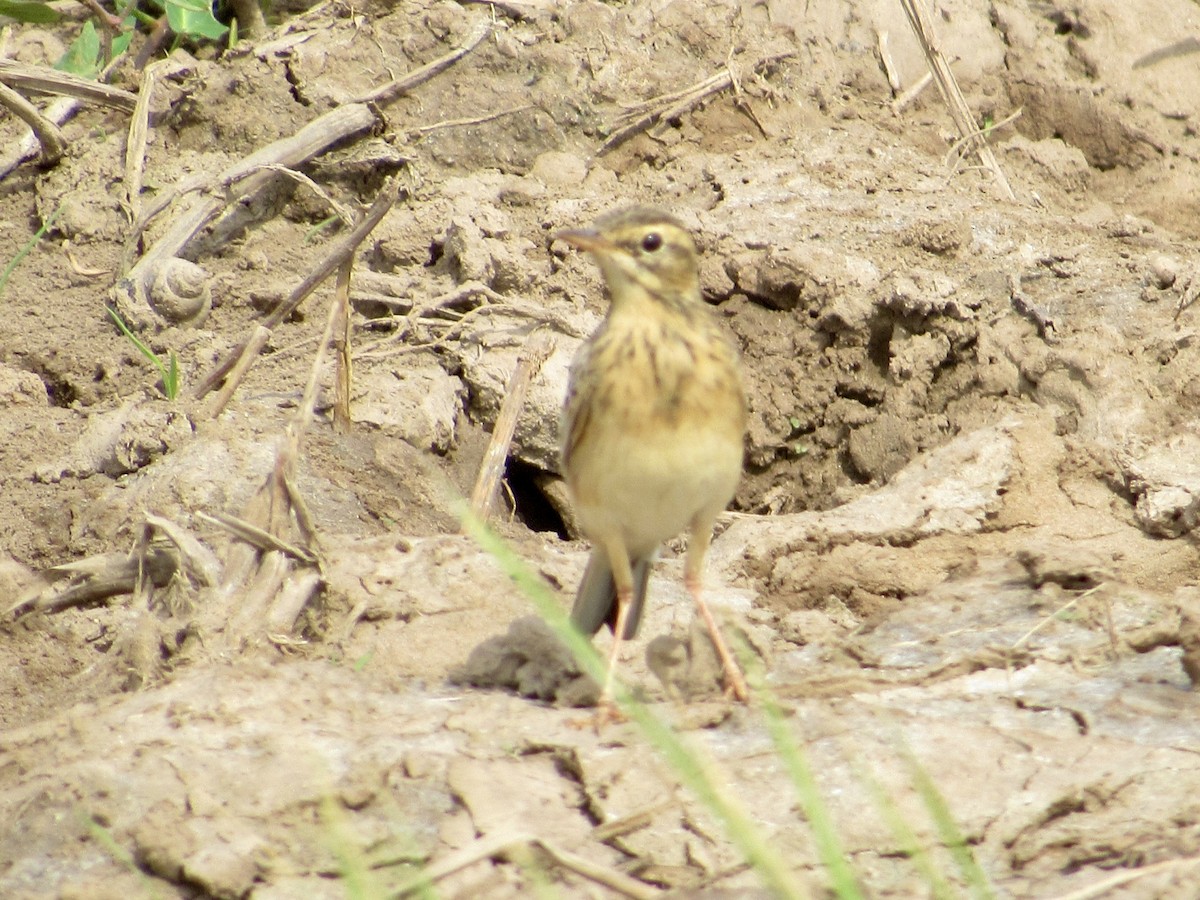 稻田鷚 - ML647805768