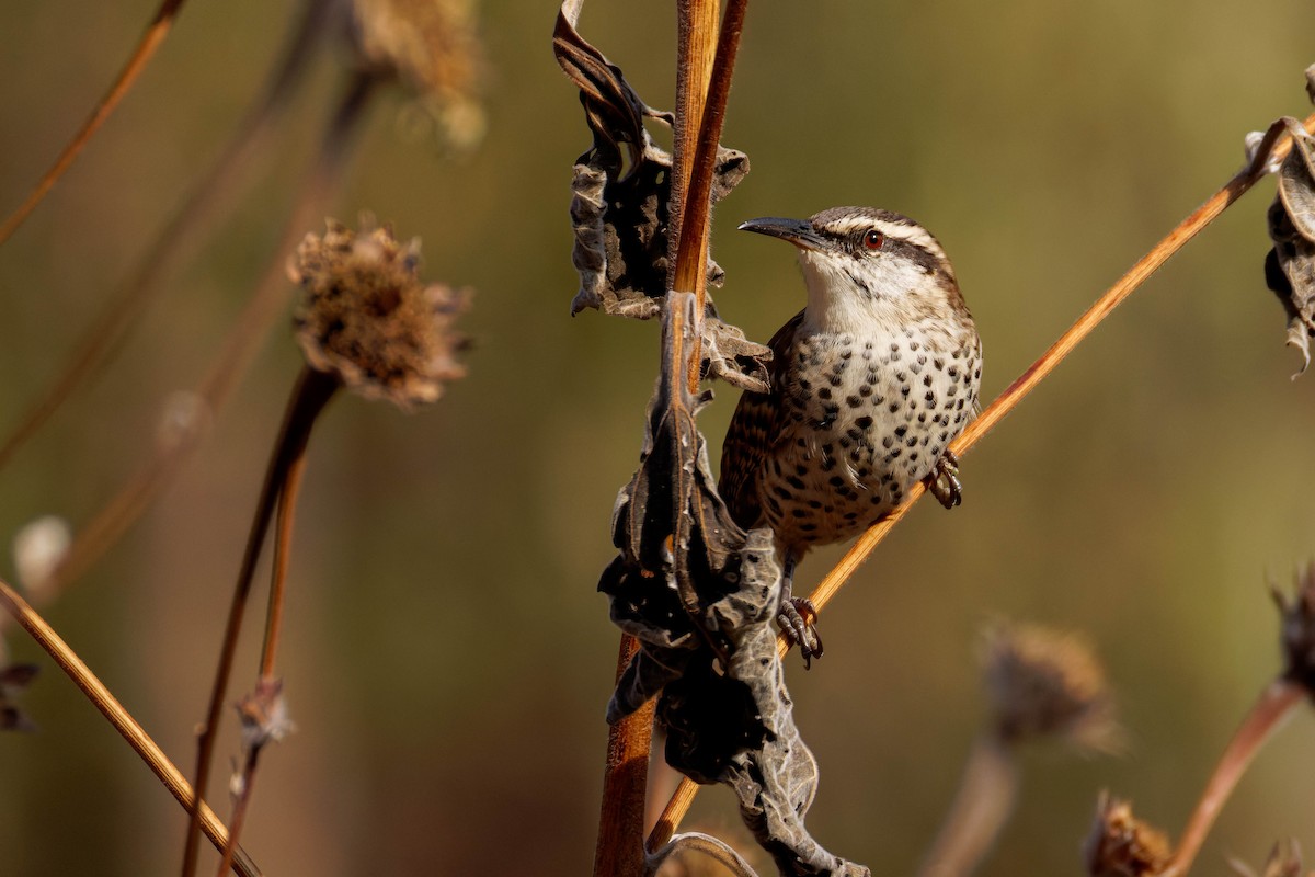 Boucard's Wren - ML647805770