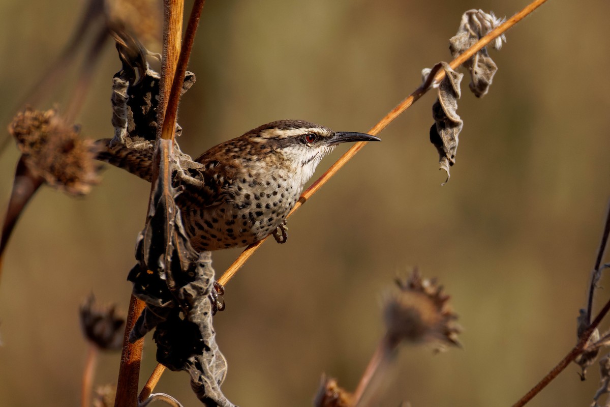 Boucard's Wren - ML647805771