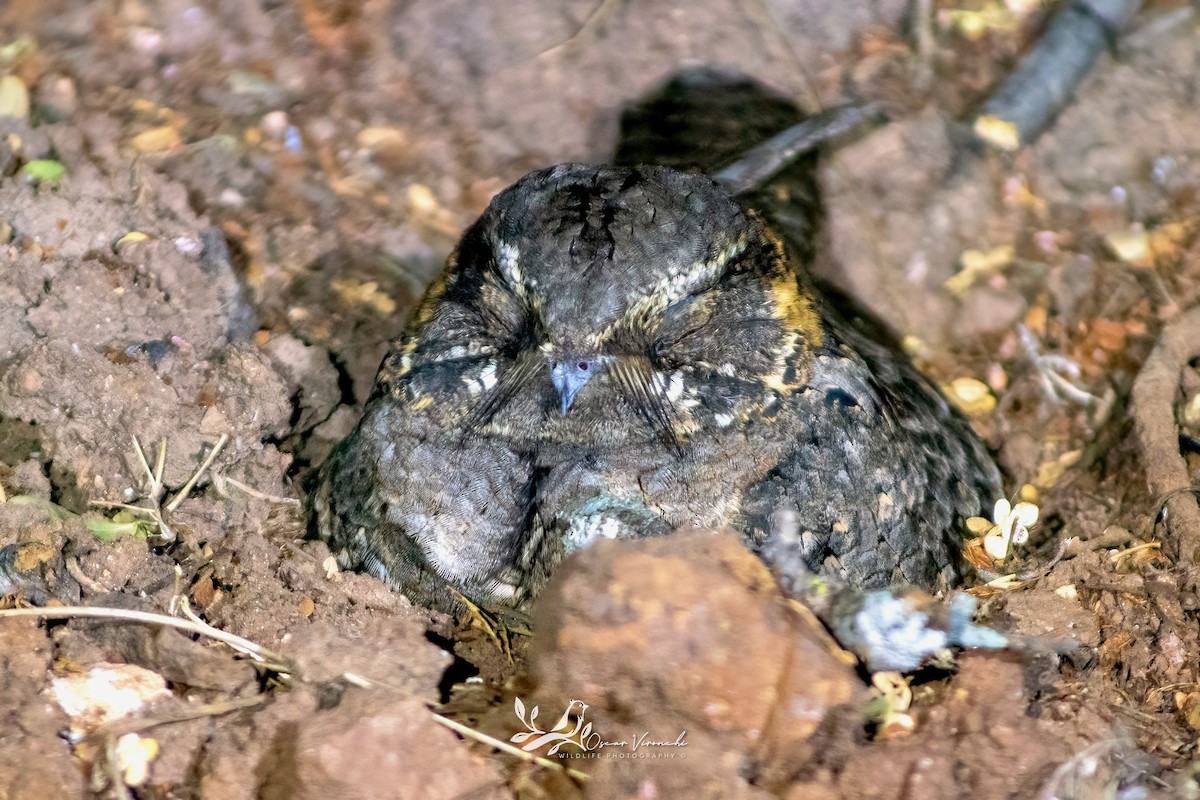Buff-collared Nightjar - ML647805772