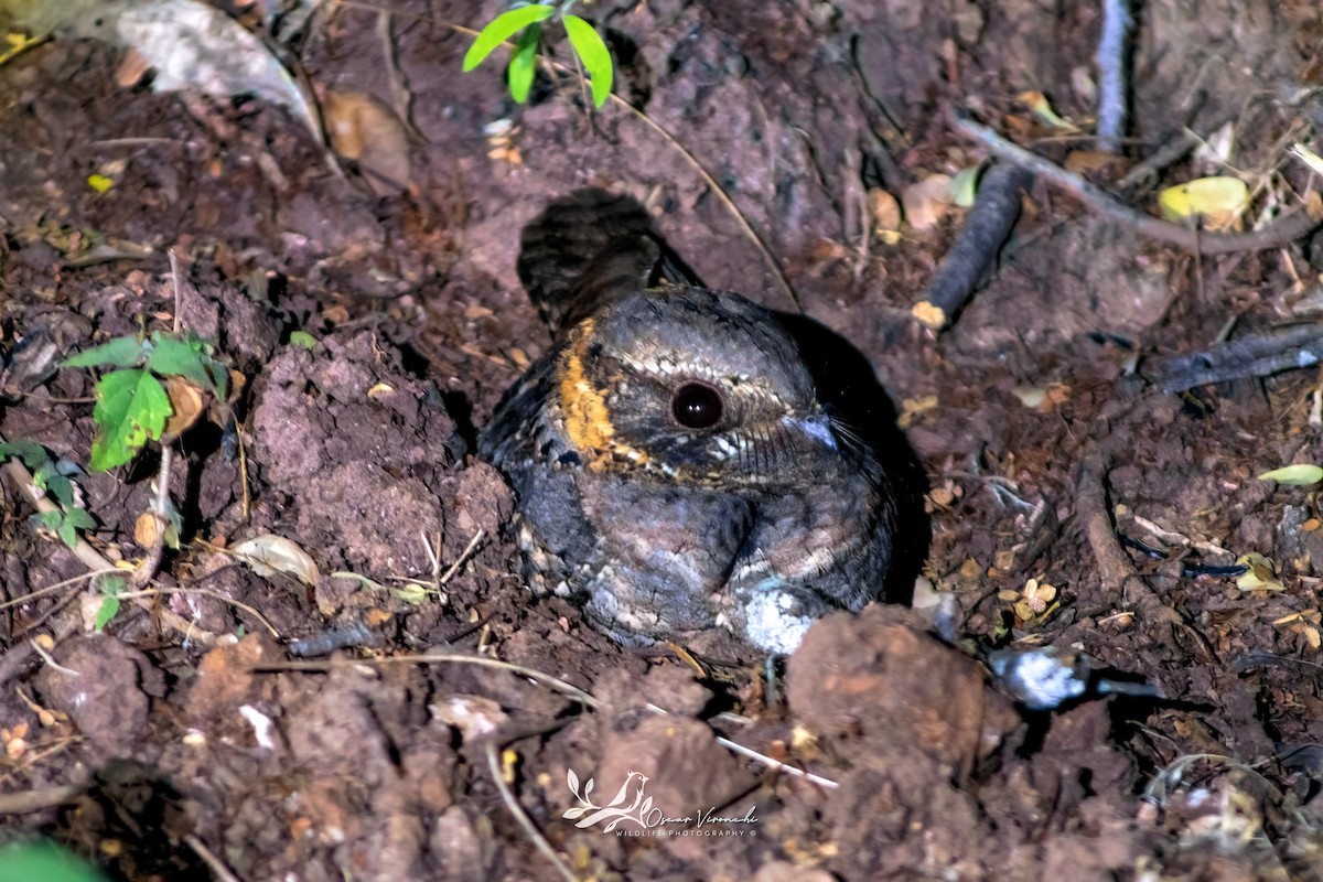 Buff-collared Nightjar - ML647805773