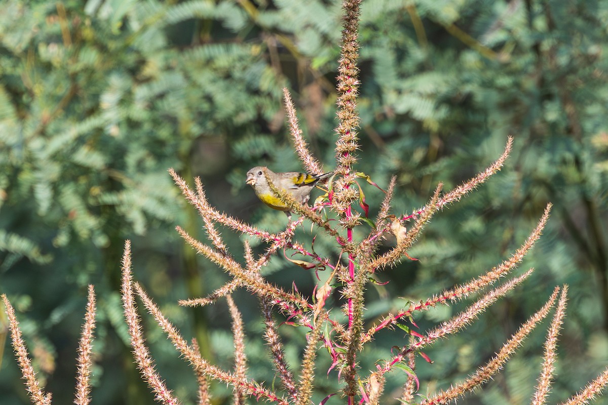 Lawrence's Goldfinch - ML647805774