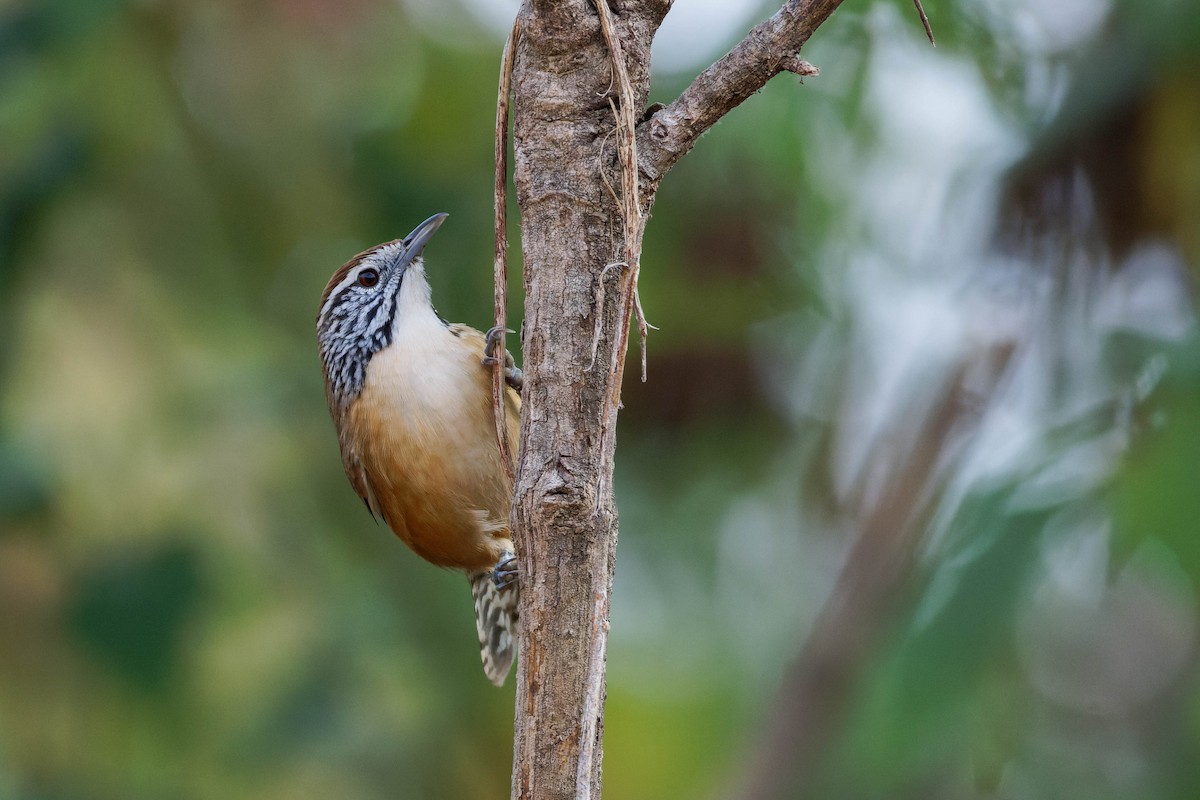Happy Wren (Mainland) - ML647805775