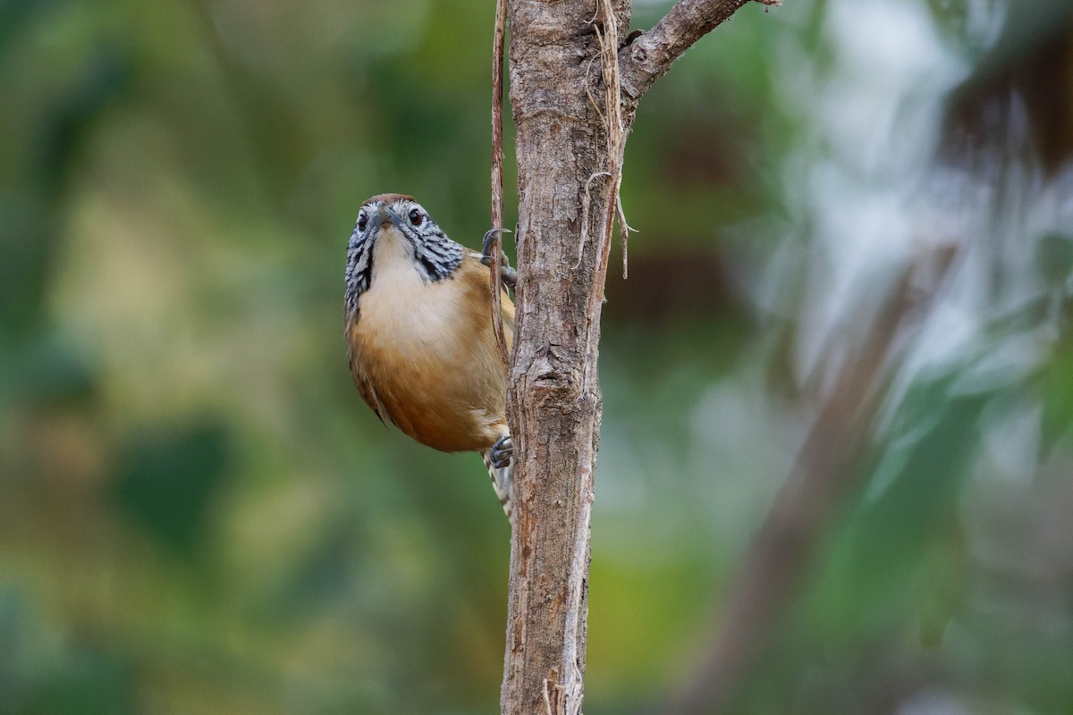 Happy Wren (Mainland) - ML647805776