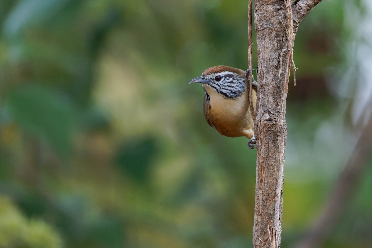Happy Wren (Mainland) - ML647805777