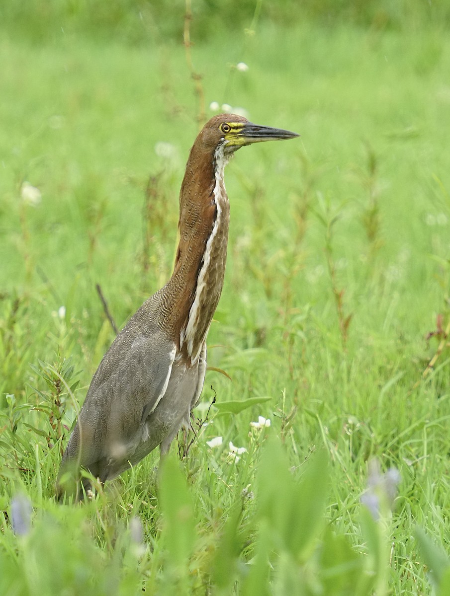 Rufescent Tiger-Heron - ML647805778