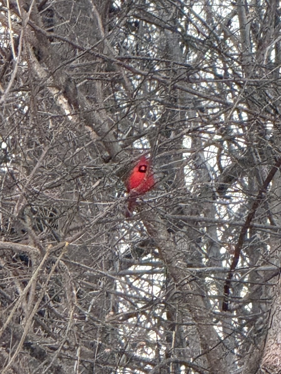Northern Cardinal - ML647805786