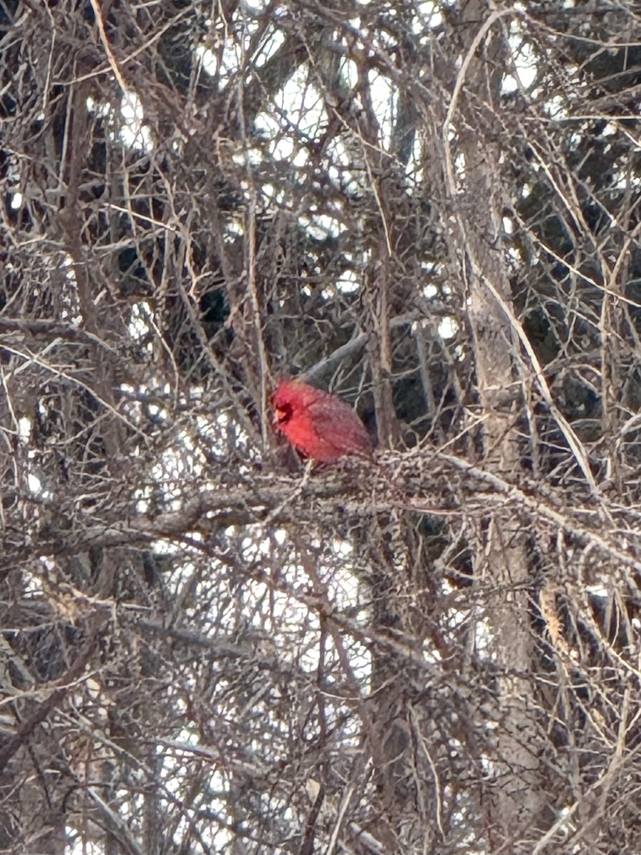 Northern Cardinal - ML647805787