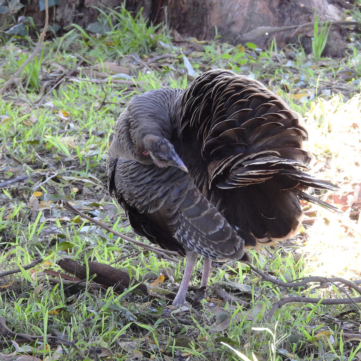 Wild Turkey - ML647805788