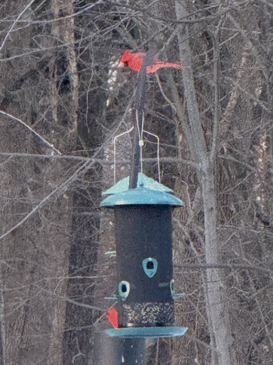 Northern Cardinal - ML647805792