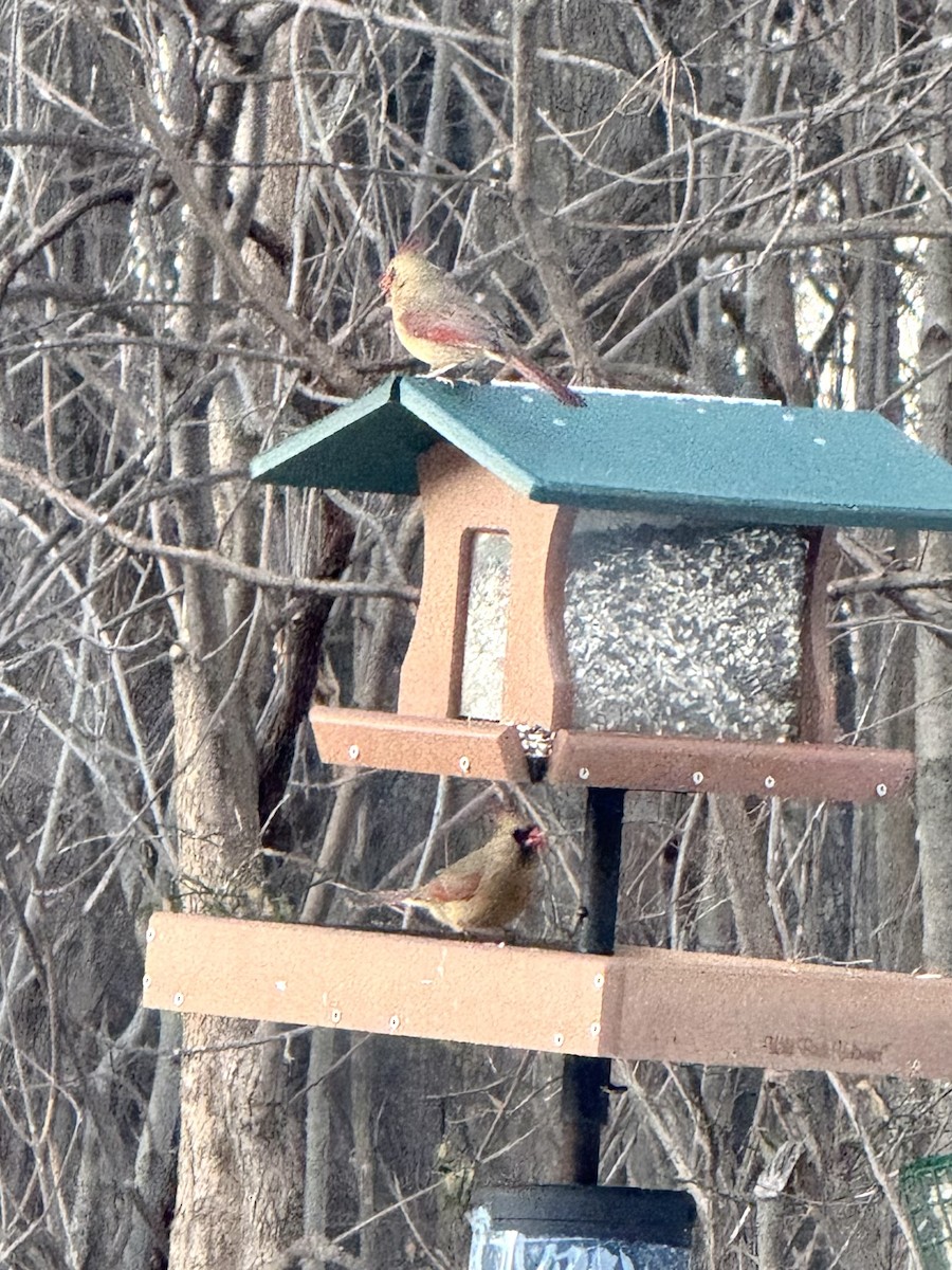 Northern Cardinal - ML647805794