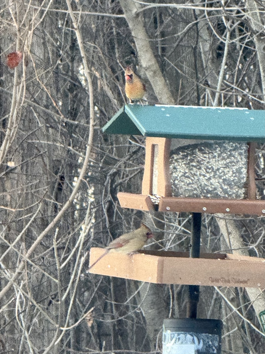 Northern Cardinal - ML647805795