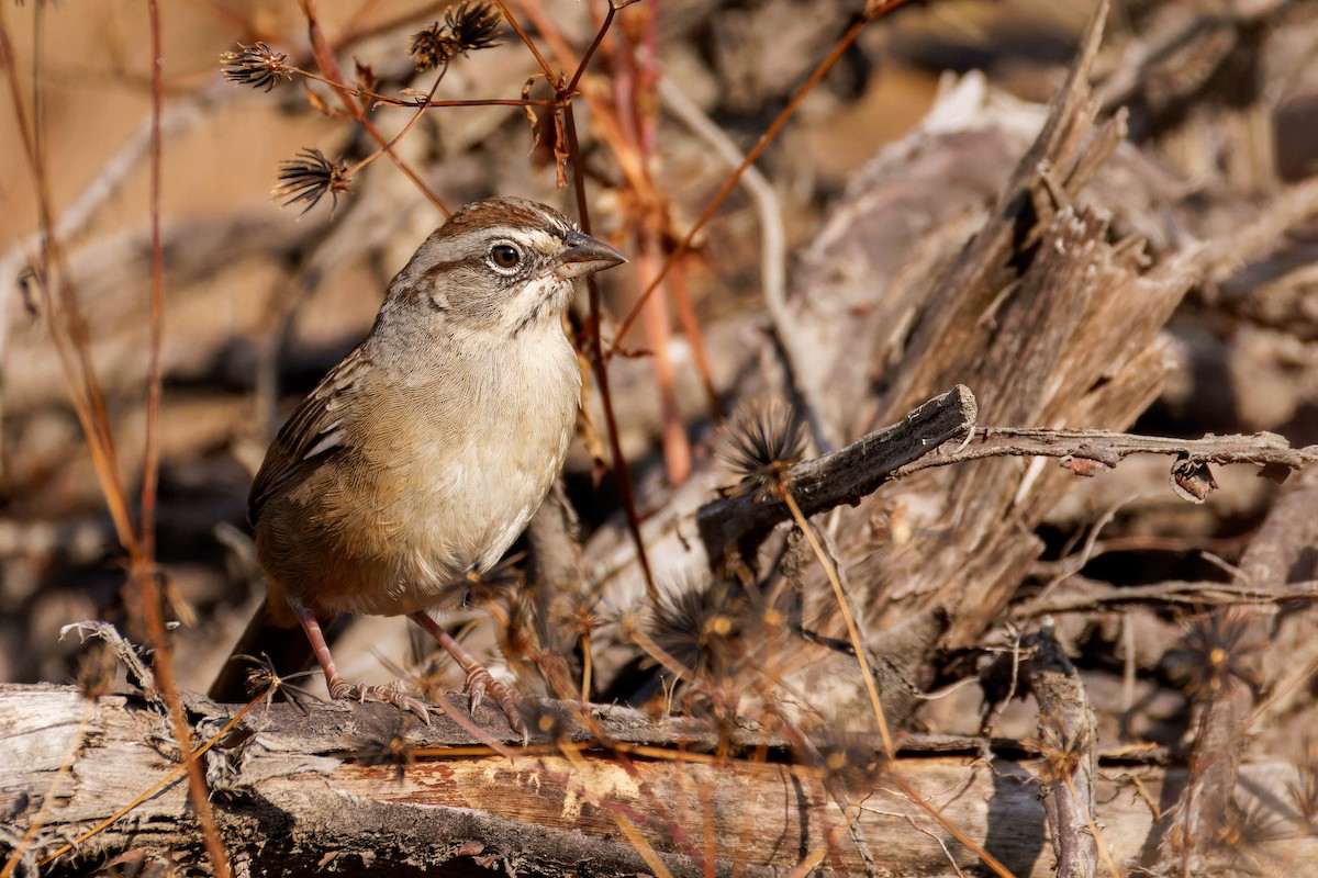 Oaxaca Sparrow - ML647805798