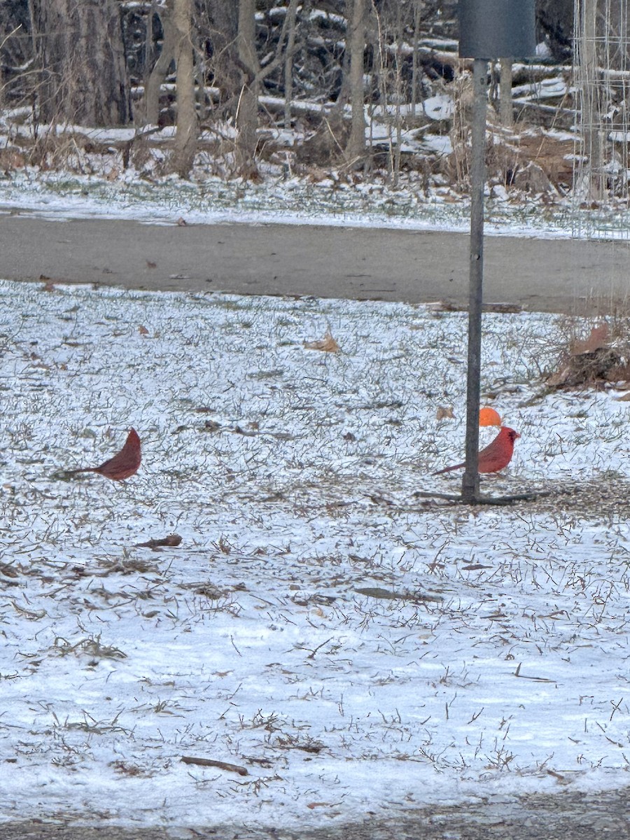Northern Cardinal - ML647805801