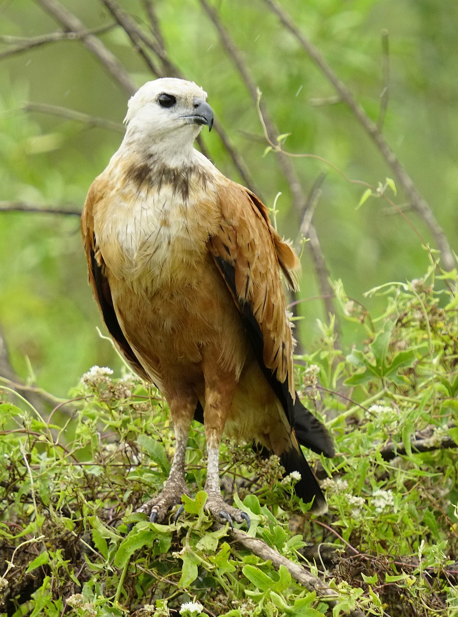 Black-collared Hawk - ML647805802