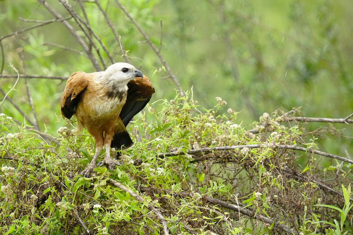 Black-collared Hawk - ML647805803