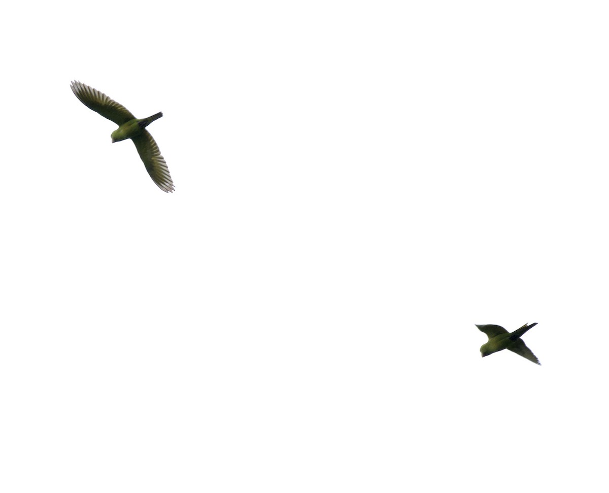 Scarlet-fronted Parakeet - ML647805805