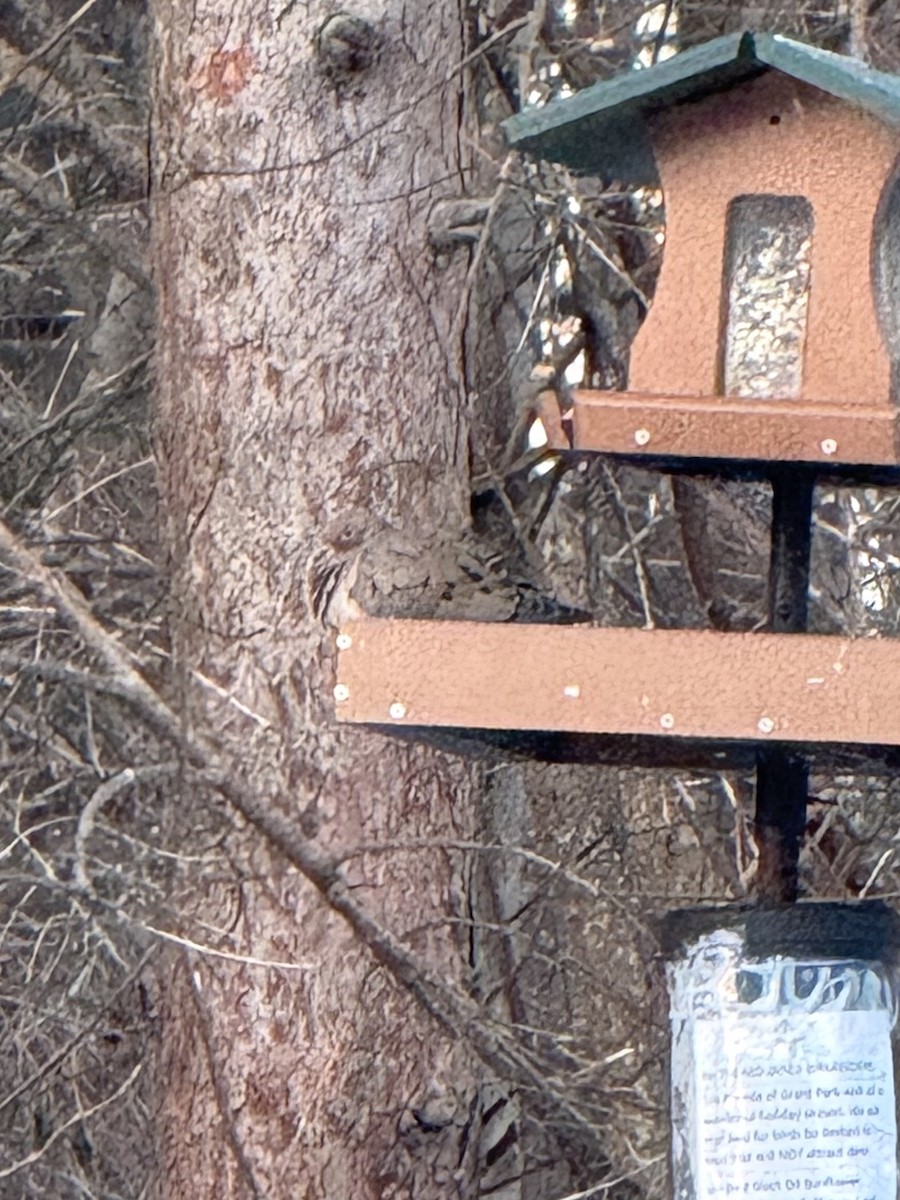 Mourning Dove - ML647805812