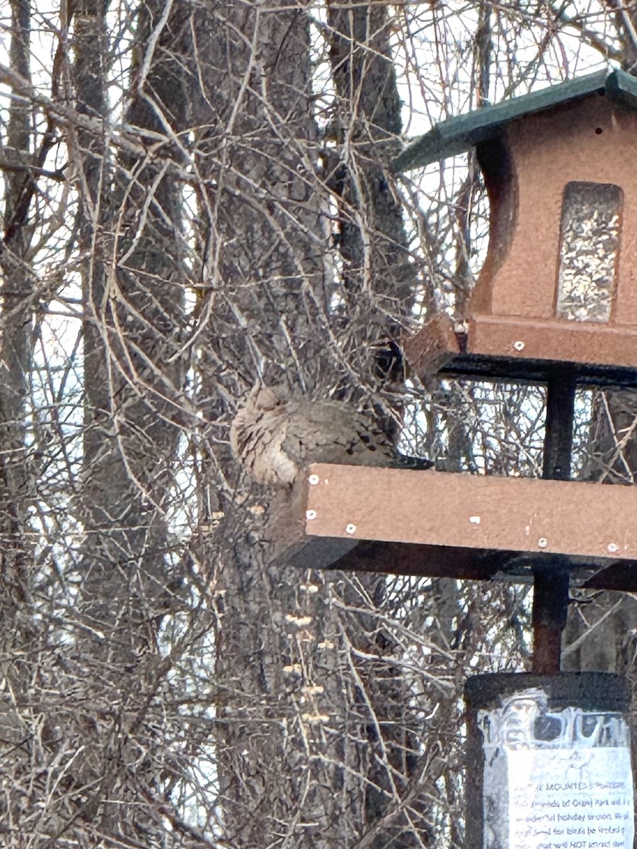 Mourning Dove - ML647805813