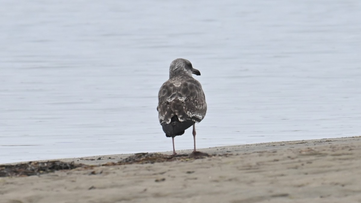 Larus sp. - ML647805814