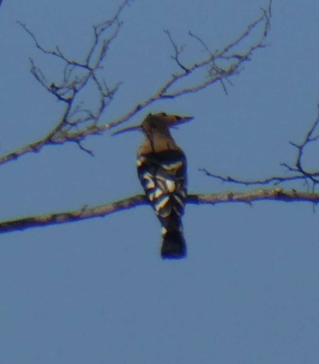 Common Hoopoe - ML647805815