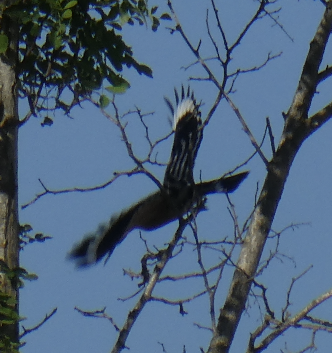 Common Hoopoe - ML647805816
