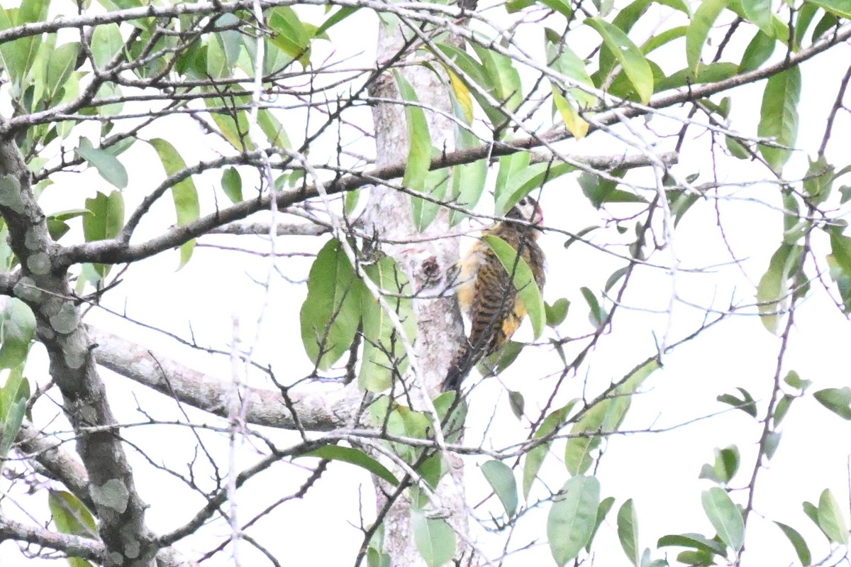 Spot-breasted Woodpecker - ML647805819