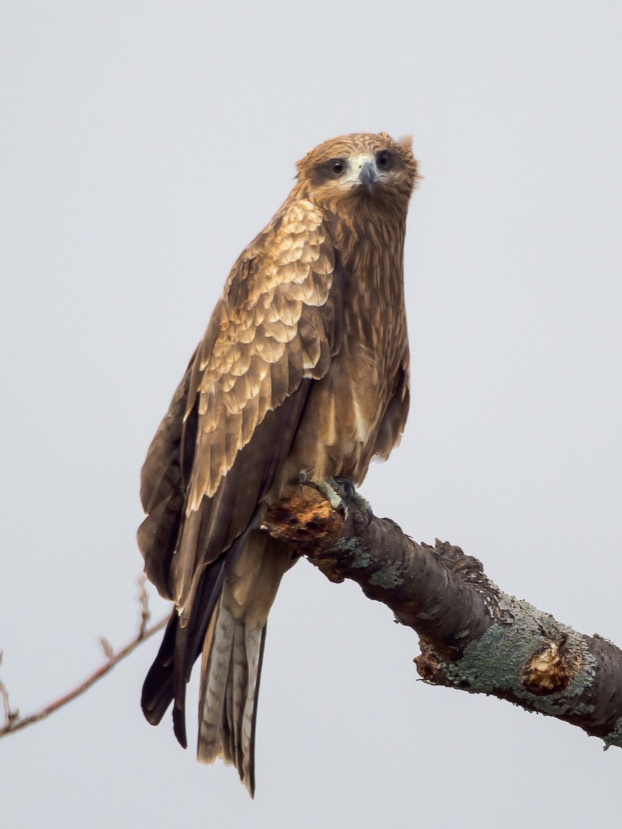Black Kite - ML647805820