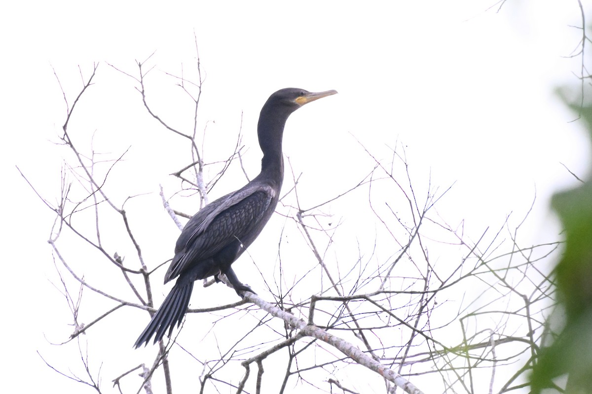 Neotropic Cormorant - ML647805821